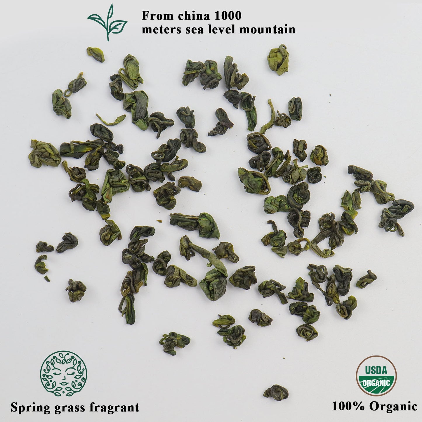 ESSENCESIP Organic 2022 New Spring Green Tea 3.5 oz, Loose Leaf 100g